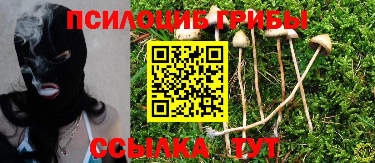 Тула  Галлюциногенные грибы Psilocybe  Вход с VPN 